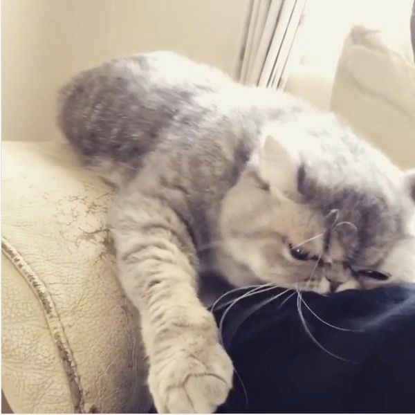 独特な愛情表現をするニャンコ