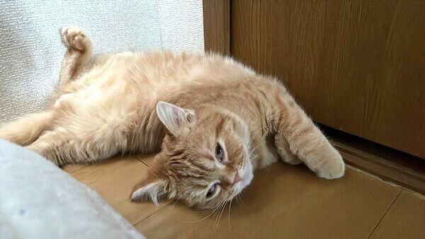 白目になるえだまめくん