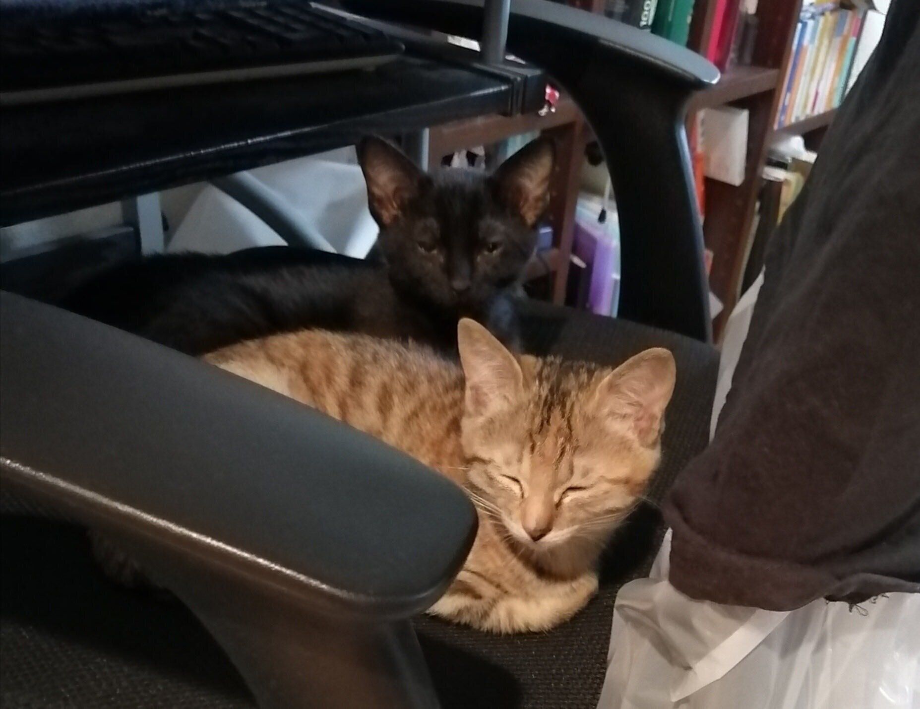一時預かりをしていた頃のピノくんともう一匹の保護猫