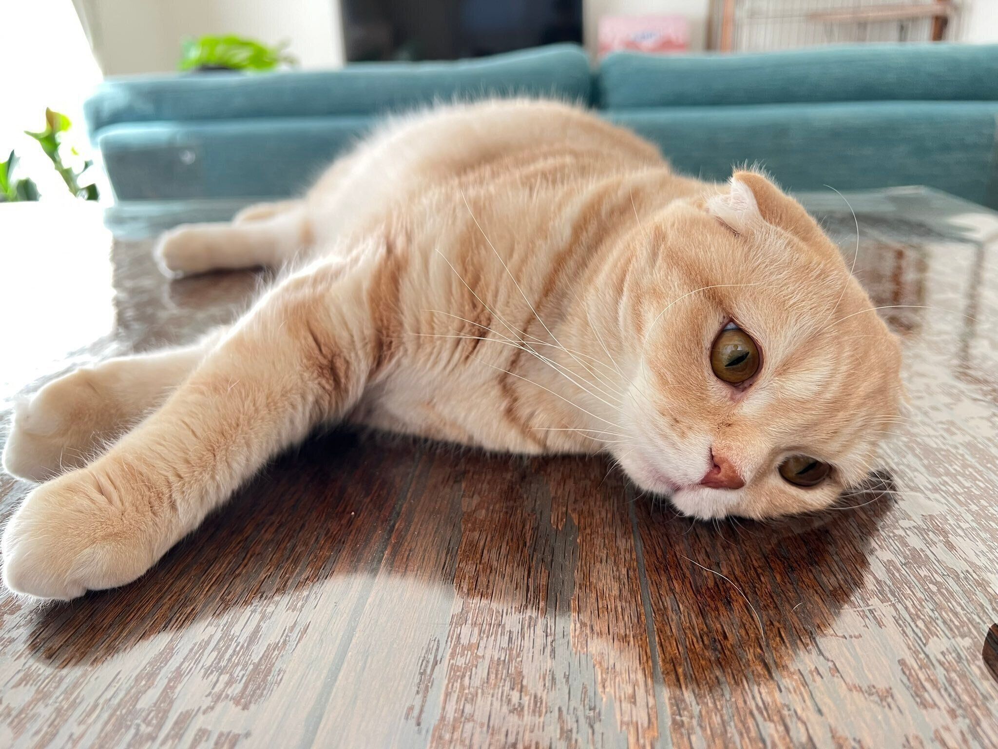 机の上でくつろぐスコティッシュフォールド