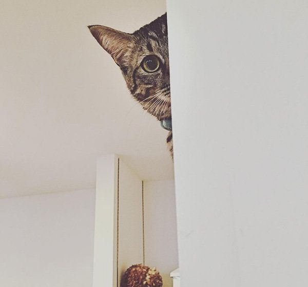 見つめるキジトラ