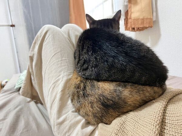 姉妹猫のロシェちゃんに踏まれるモカちゃん