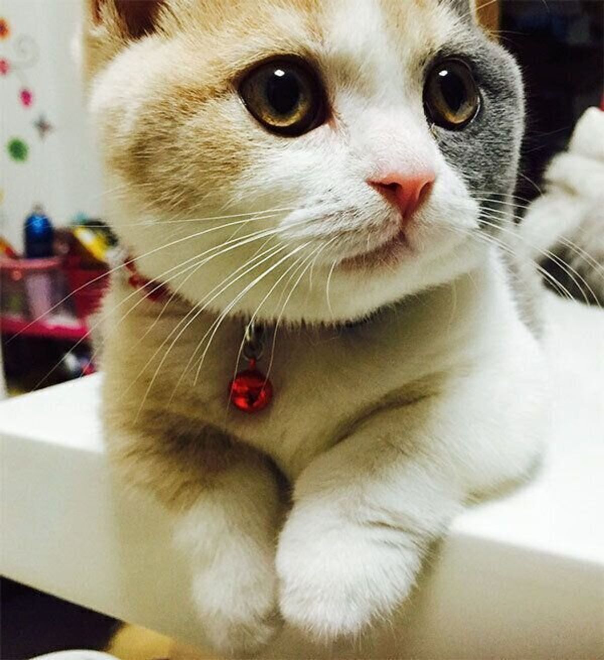 ほんとに同じ猫 衝撃的な寝姿を披露する猫の飼い主に パワーアップした寝顔を教えてもらった ねこのきもちweb Magazine ほんとに同じ猫 衝撃的な寝姿を披露する猫の飼い主に パワーアップした寝顔を教えてもらった ねこのきもちweb Magazine