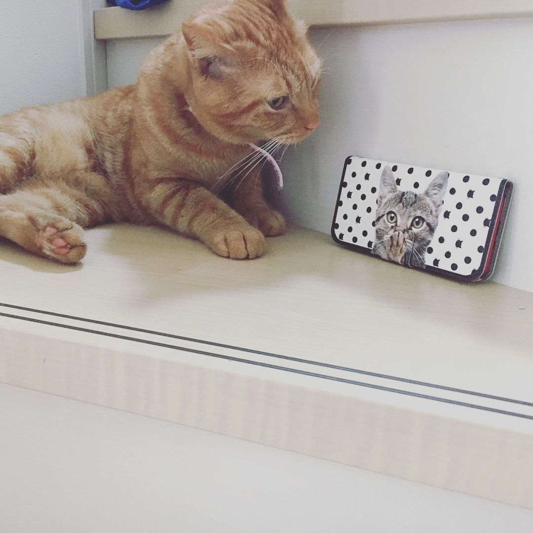 スマホケースと茶トラ