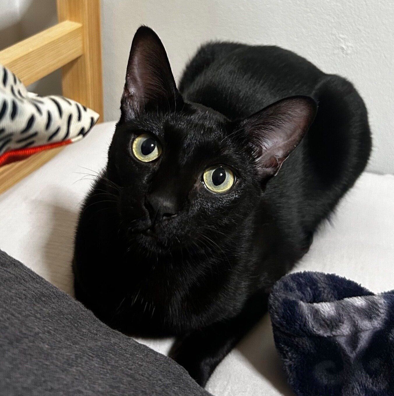 見つめるウニちゃん