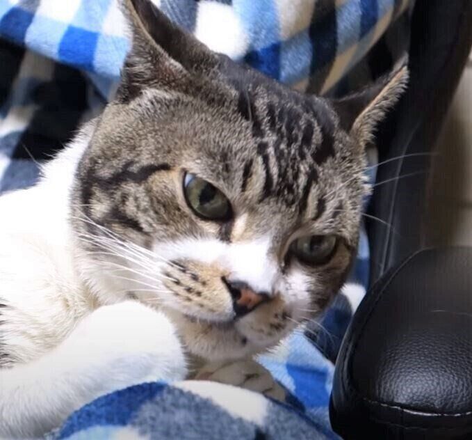 パパの膝の上で毛づくろいする猫