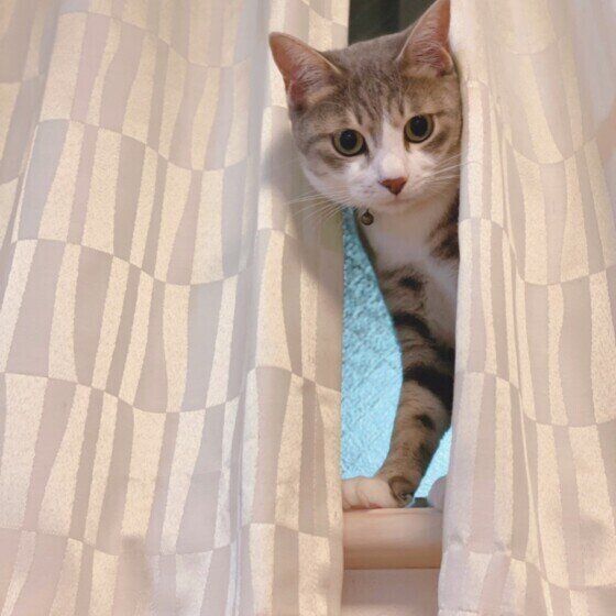 カーテンに隠れる猫