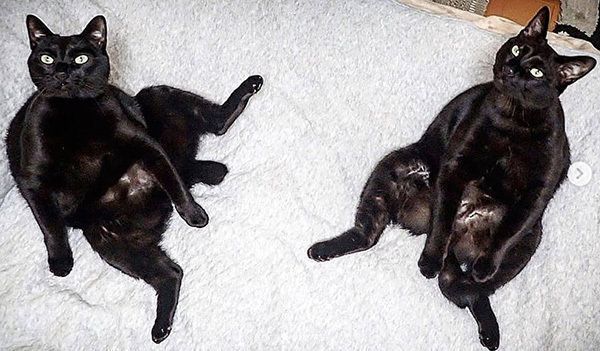 シンクロ黒猫兄弟