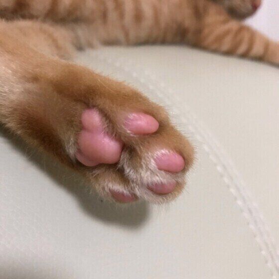肉球を見せる猫
