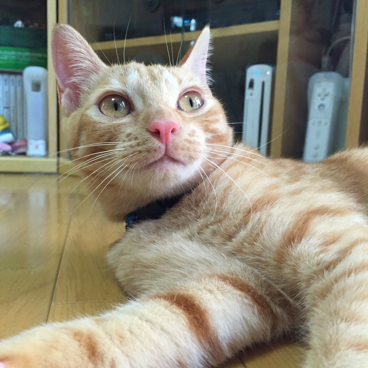 画像／「ねこのきもち」読者提供