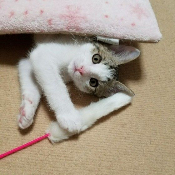 猫じゃらしで遊ぶ猫