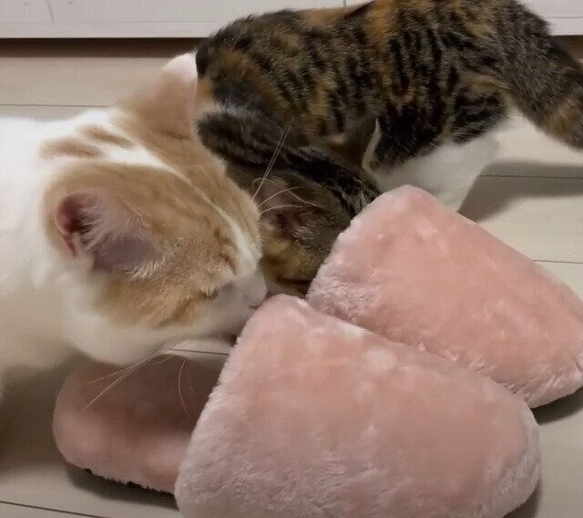 スリッパに夢中のりんちゃんと、もちくん