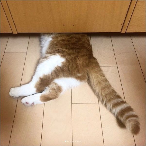 頭隠して尻隠さずニャンコ