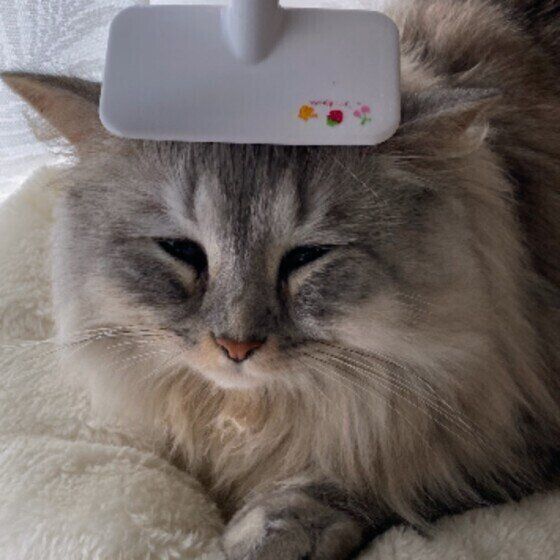 ブラッシング中のスコティッシュフォールド・ロングヘア