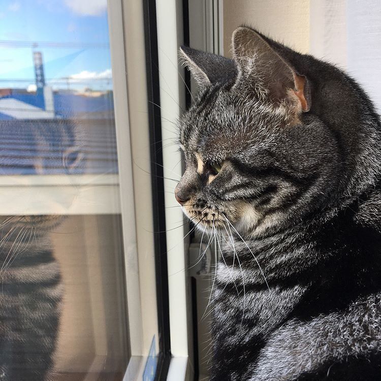 外を見つめるアメリカンショートヘア