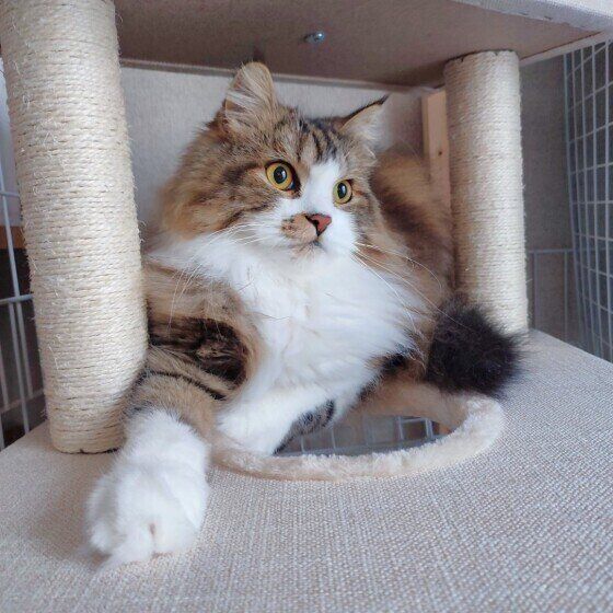 くつろぐスコティッシュフォールド・ロングヘア