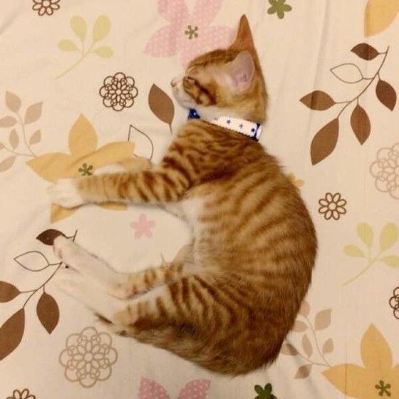 はじめての首輪