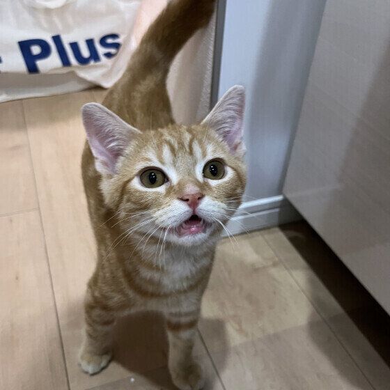 アメリカンショートヘアのポポくん