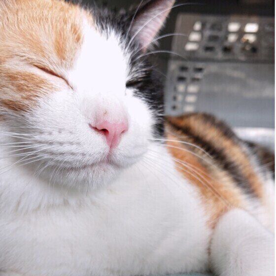 目を細めるあやめちゃん