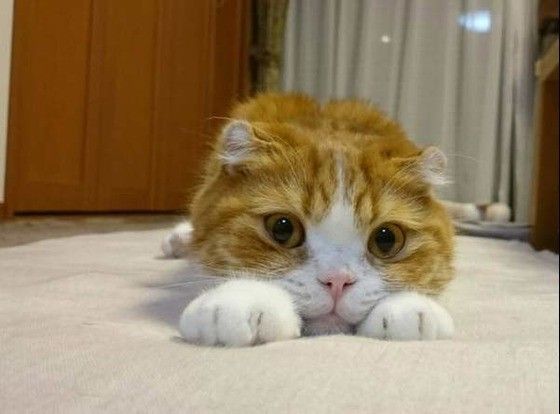 リビングでくつろぐスコティッシュフォールド