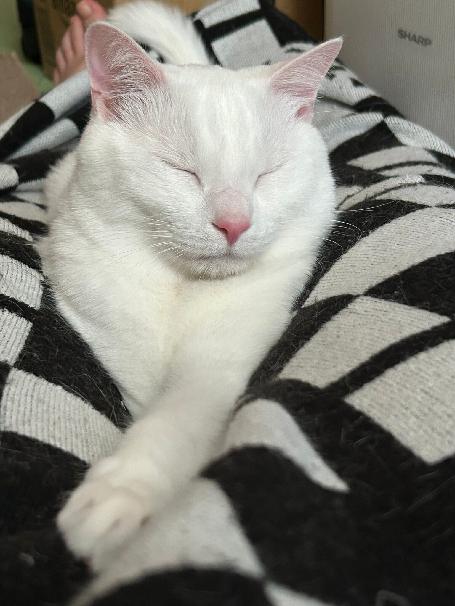 飼い主さんの上でくつろぐあさひくん