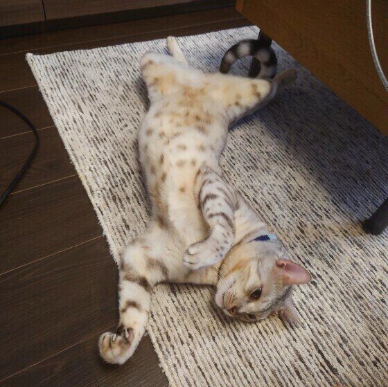 ベンガルの景虎ちゃん