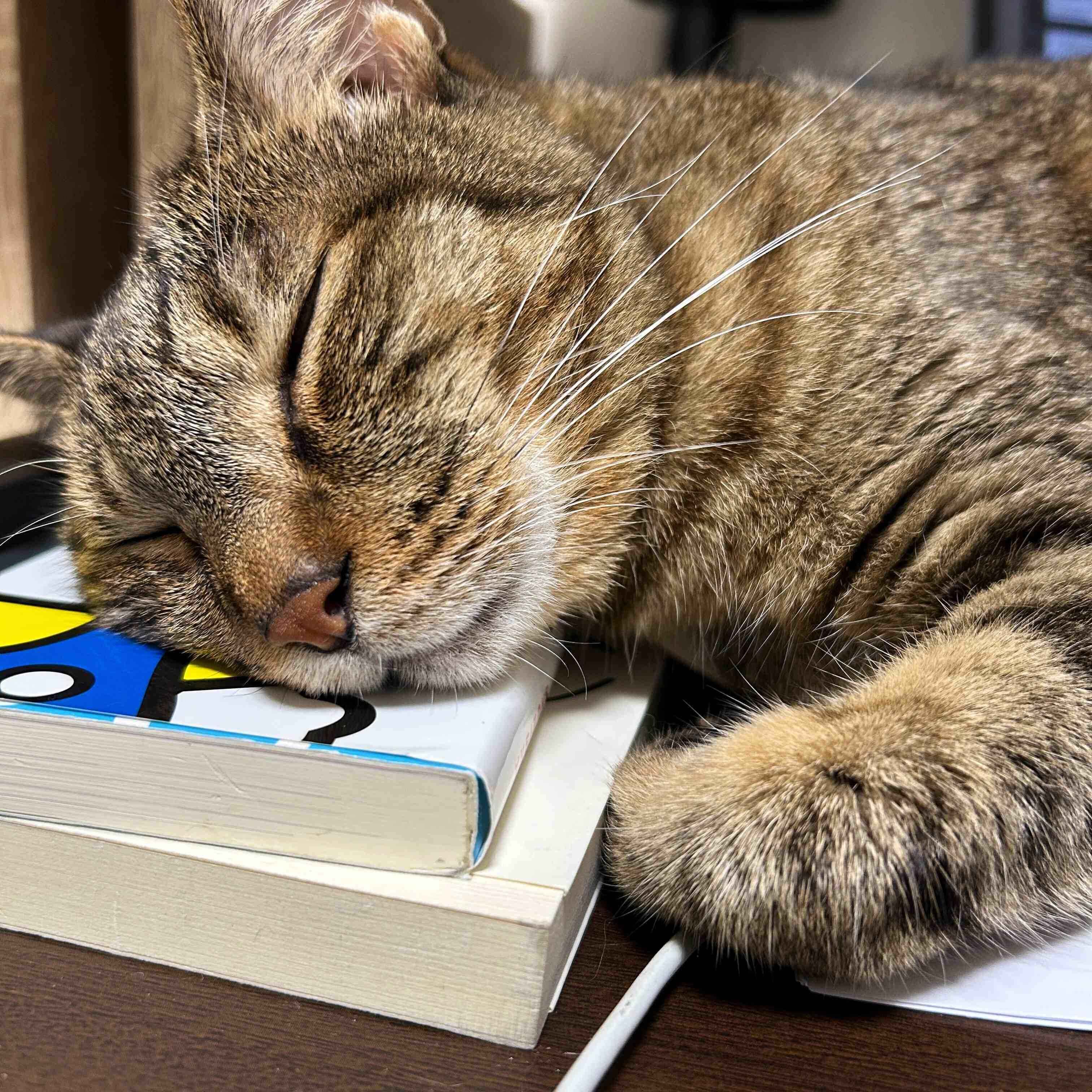本の上に頭をのせて眠る猫