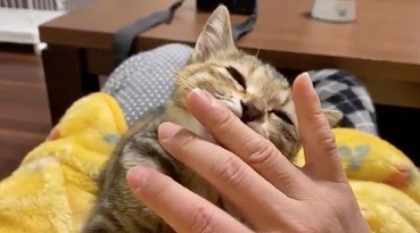 指をハムハムするしじみちゃん