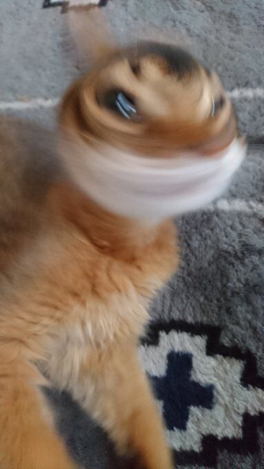 首を振る猫（ソマリ）