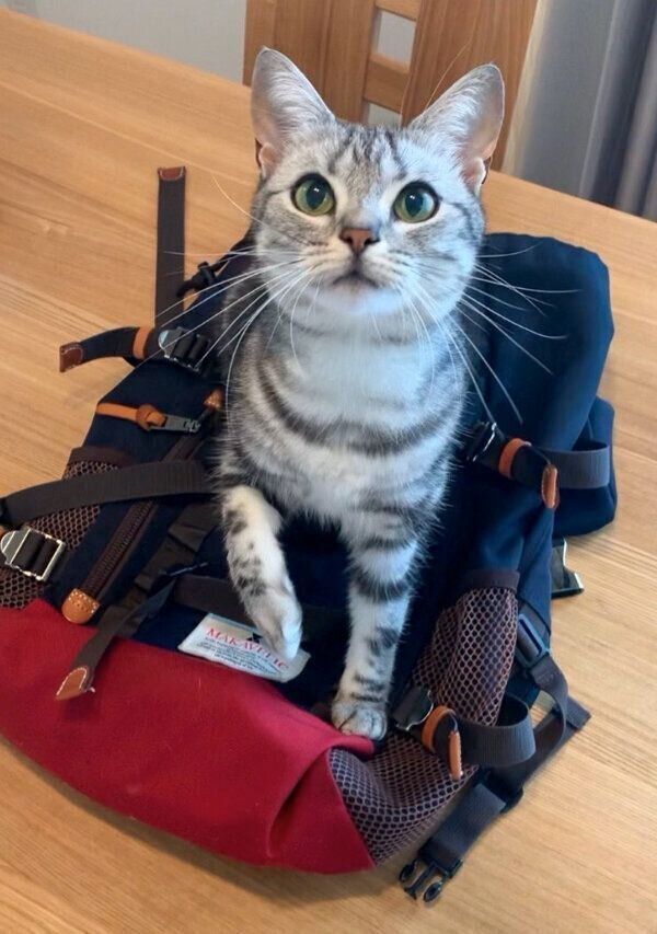 カバンに乗ってくるあんこくん