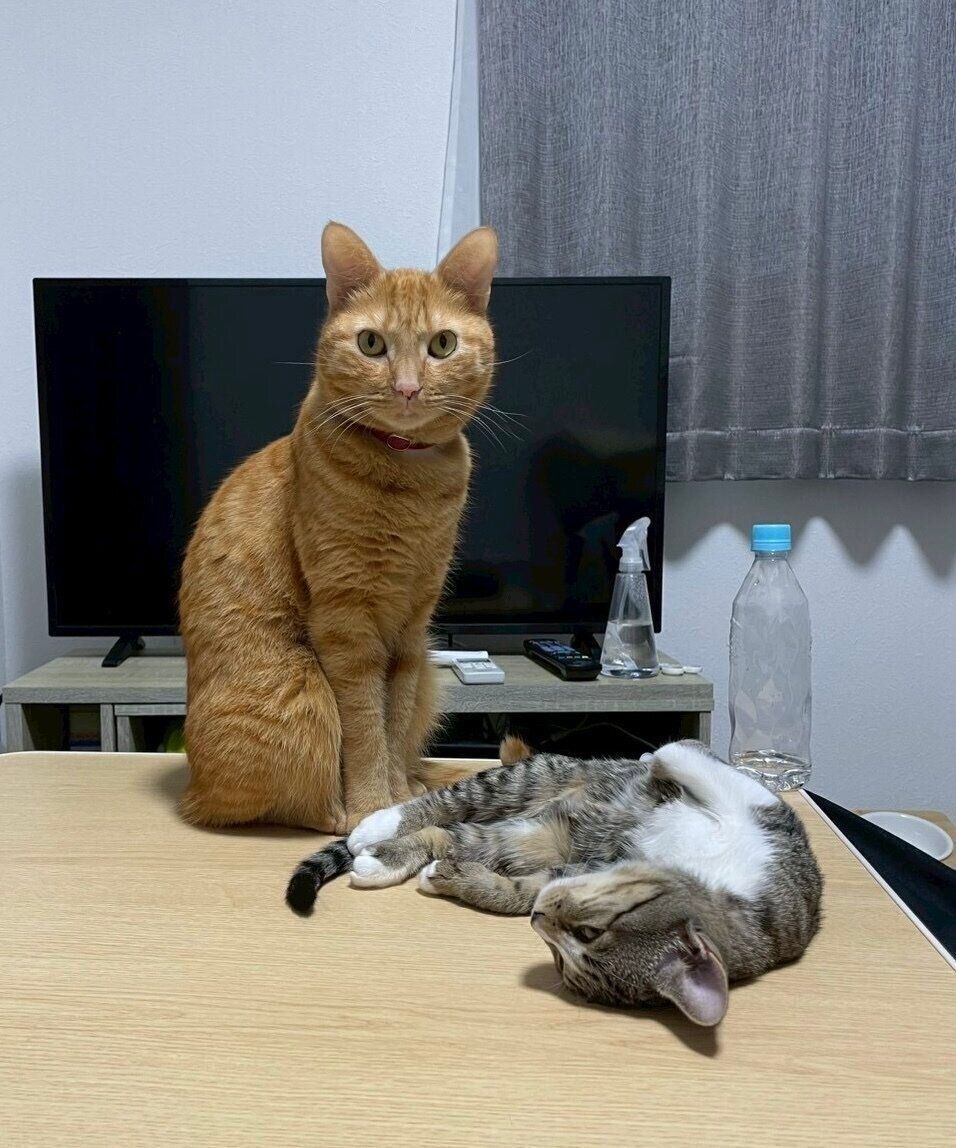 むぎくんの前でじゃれるきびちゃん