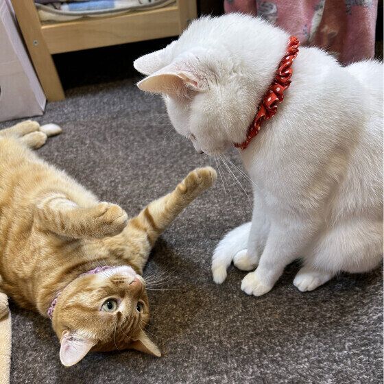 Mix（茶トラ）のもなかちゃんたち♪