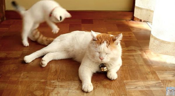 しっぽで遊ぶ猫