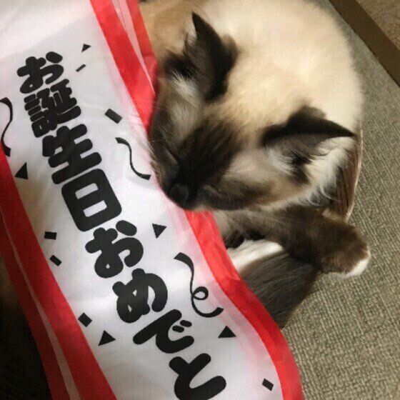 お誕生日タスキとラグドール・らぐちゃん