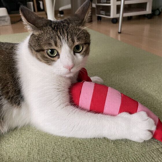 MIX茶白の五郎くん