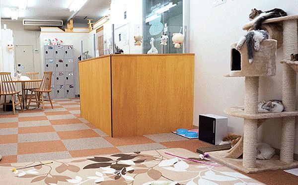新宿　高田馬場　猫カフェ　にゃんこと