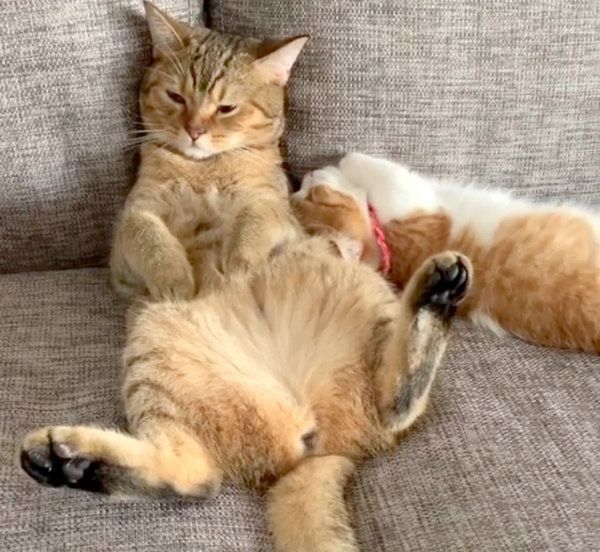 まったりする茶太くんと茶葉ちゃん