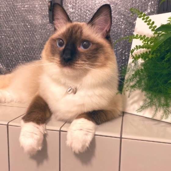 くつろぐラグドール