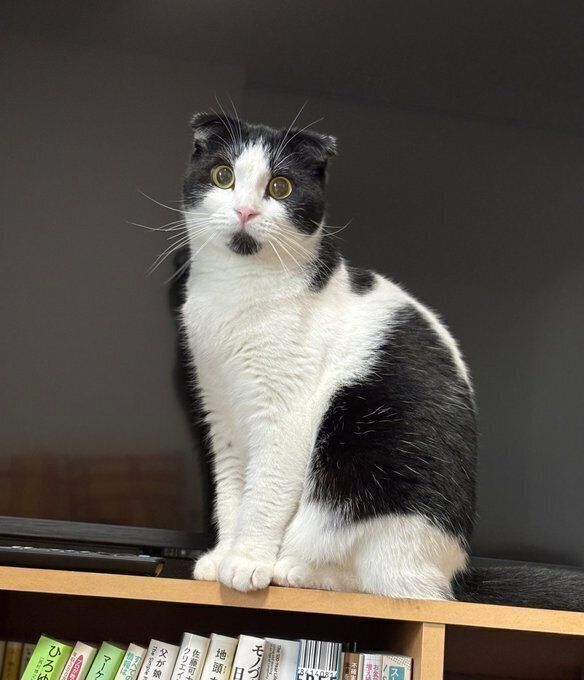 飼い主さんに「こっちを見て」とアピールするびびちゃん