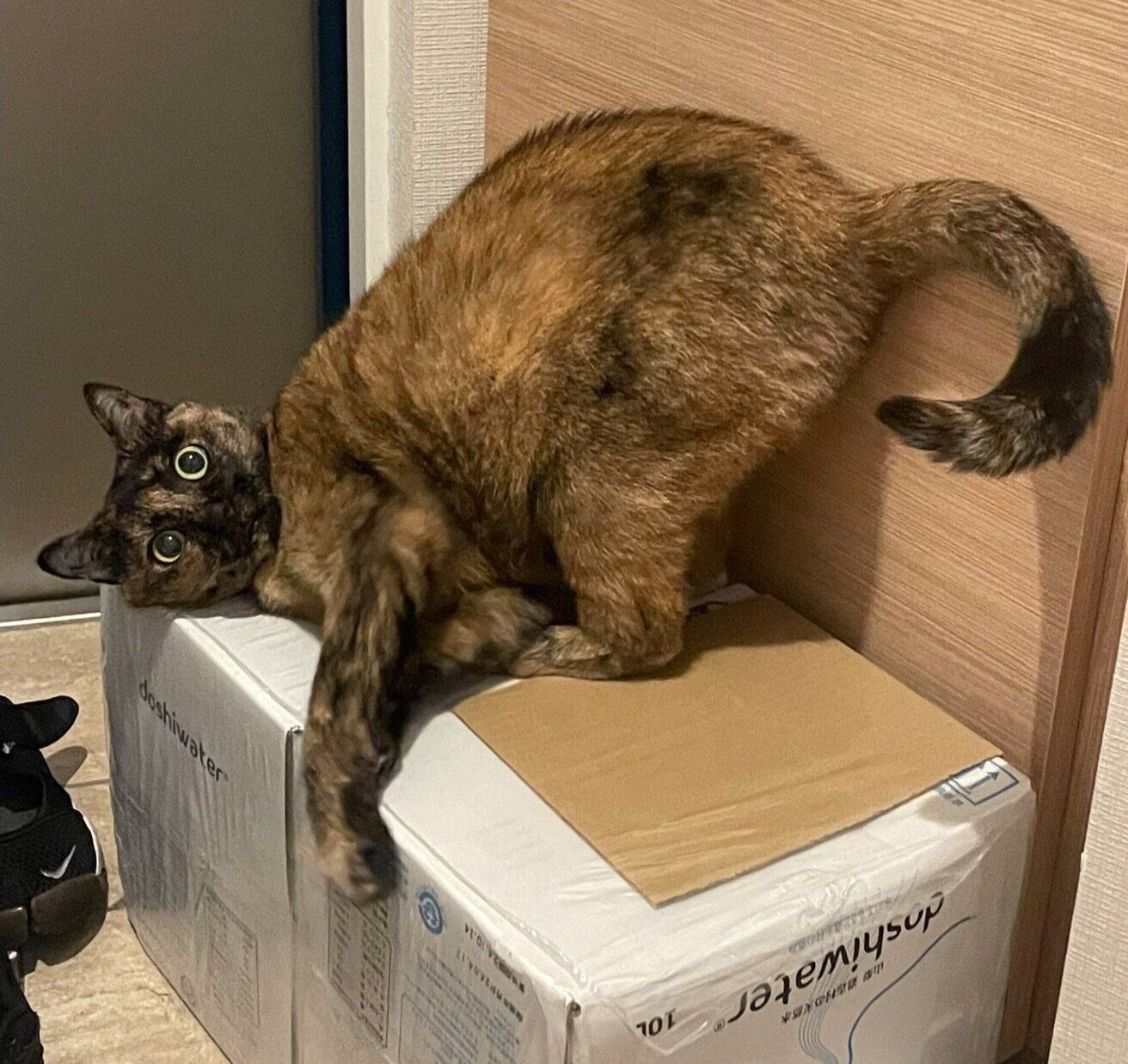 フシギなポーズをするしゃけちゃん