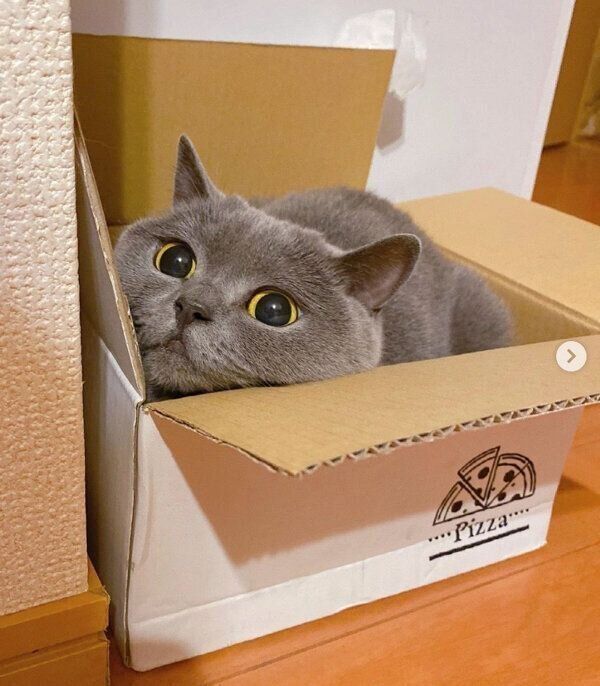 箱に入るマッシュちゃん