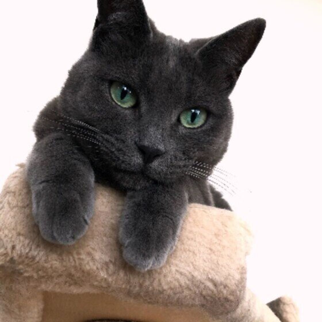 猫が段ボールを好むのはなぜ かじる危険性やdiyアイデアもご紹介 ねこのきもちweb Magazine 猫が段ボールを好むのはなぜ かじる危険性やdiyアイデアもご紹介 ねこのきもちweb Magazine