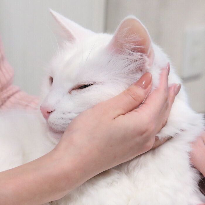 リラックスする猫