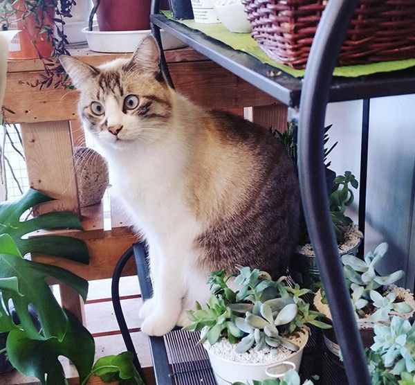 棚に登るフックちゃん