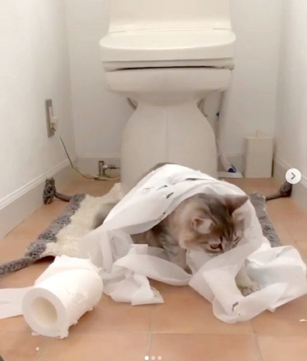 トイレットペーパーで遊ぶ猫