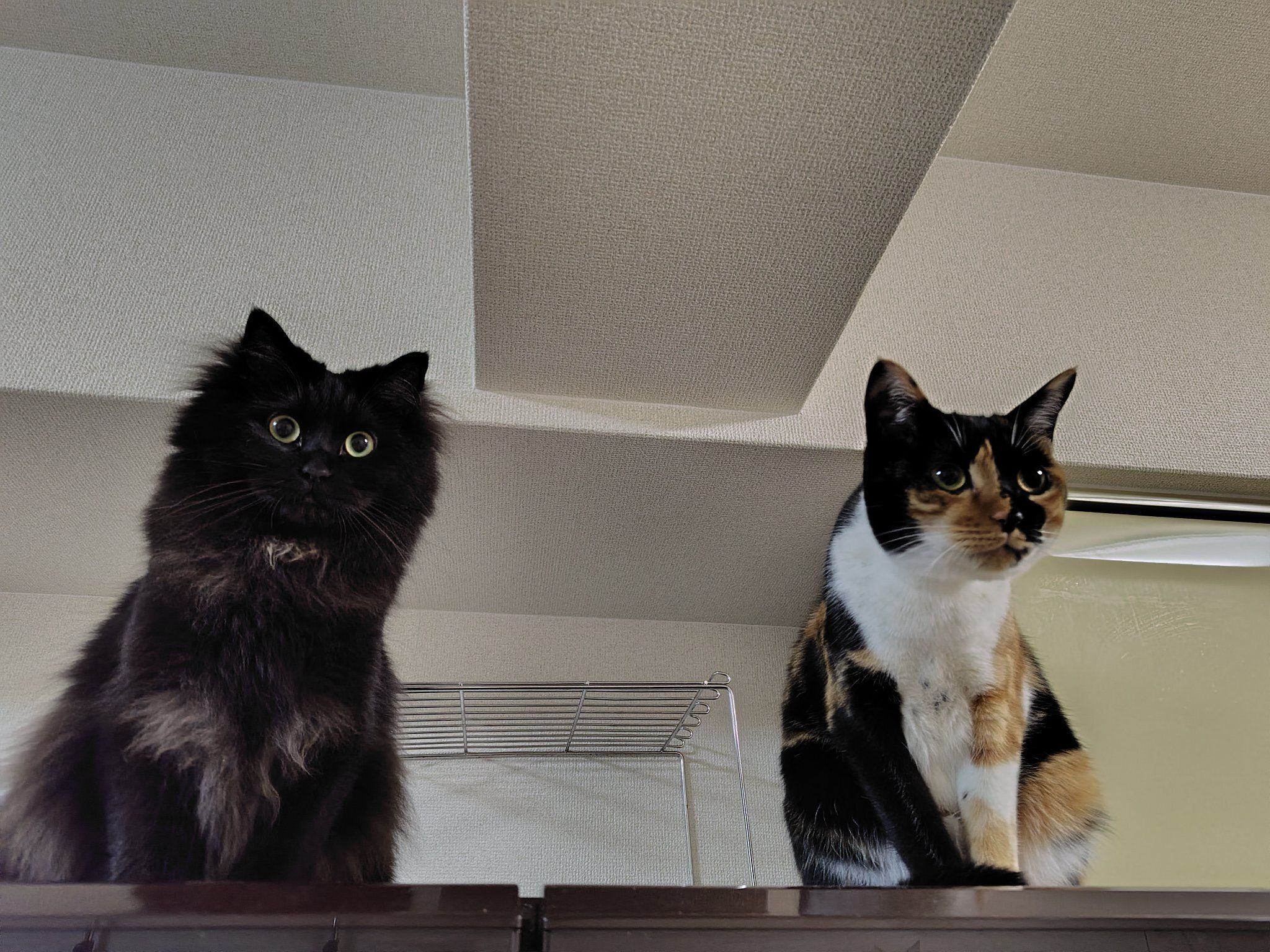 同じ方向を見る2匹の猫