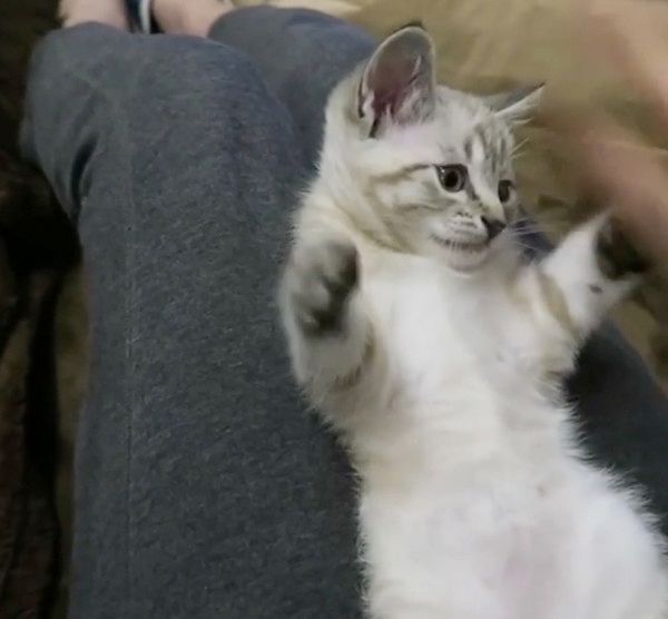 バンザイする子猫