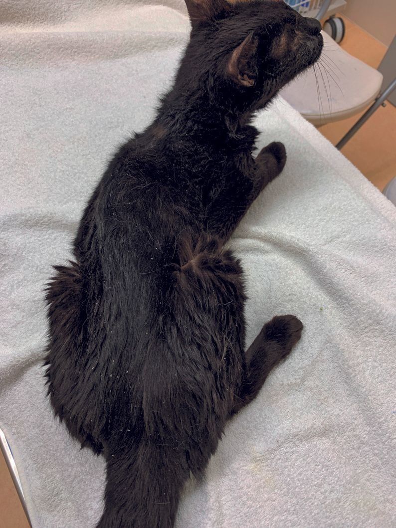 猫エイズ を発症したらどうしたらいい 獣医師が回答します ねこのきもちweb Magazine