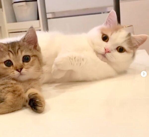 仲良しなしらすちゃん、にぼしちゃん