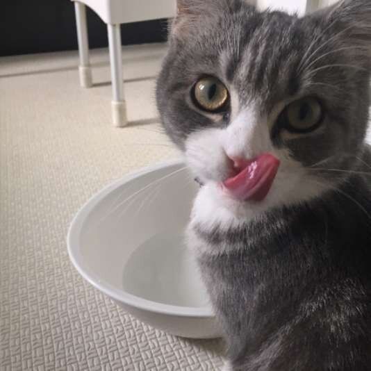 水を飲む猫